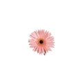 Pink Gerbera Daisies, 80 Stems H853331