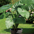 Alocasia Odora Bag of 3 Bulbs Green S440844