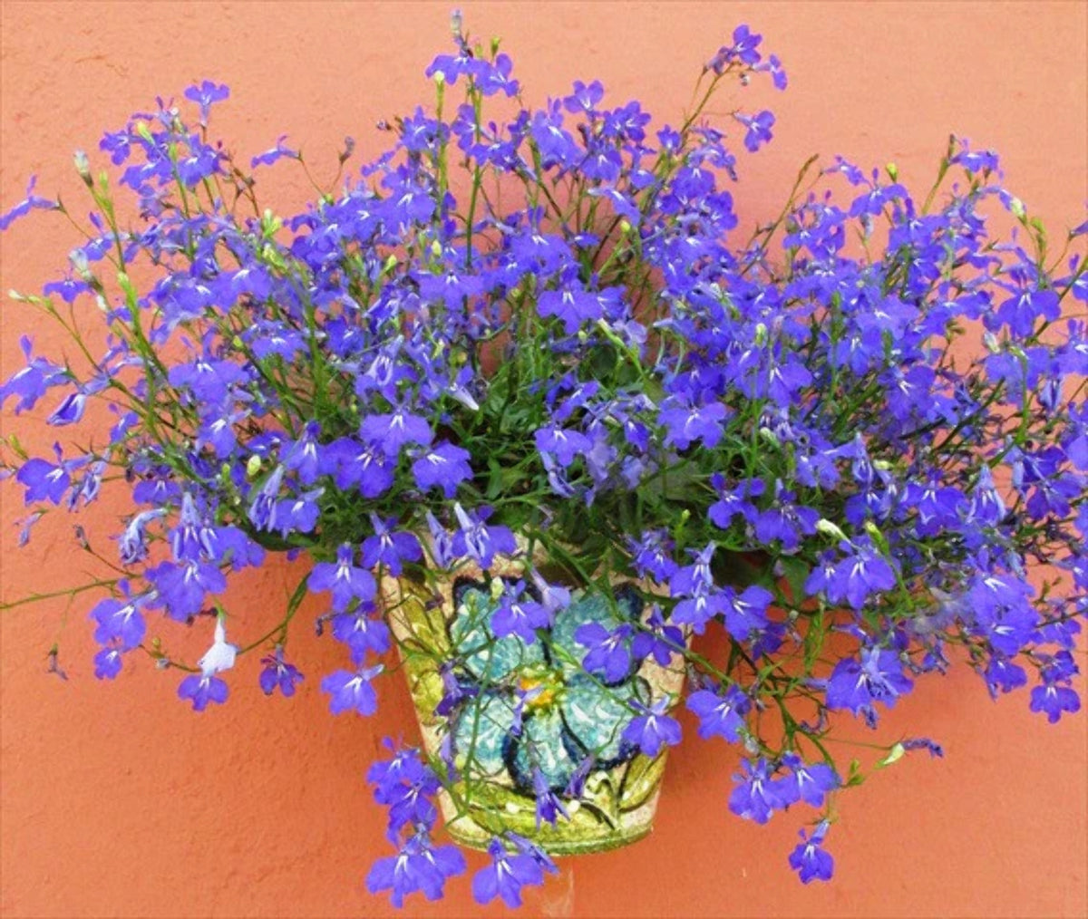 Wall Hanging Flower Pot Z272194